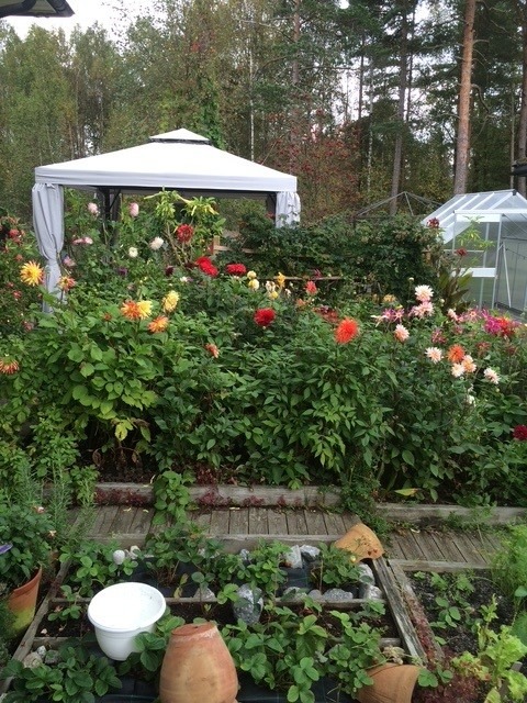 Grønnsaksbed for grønne fingre